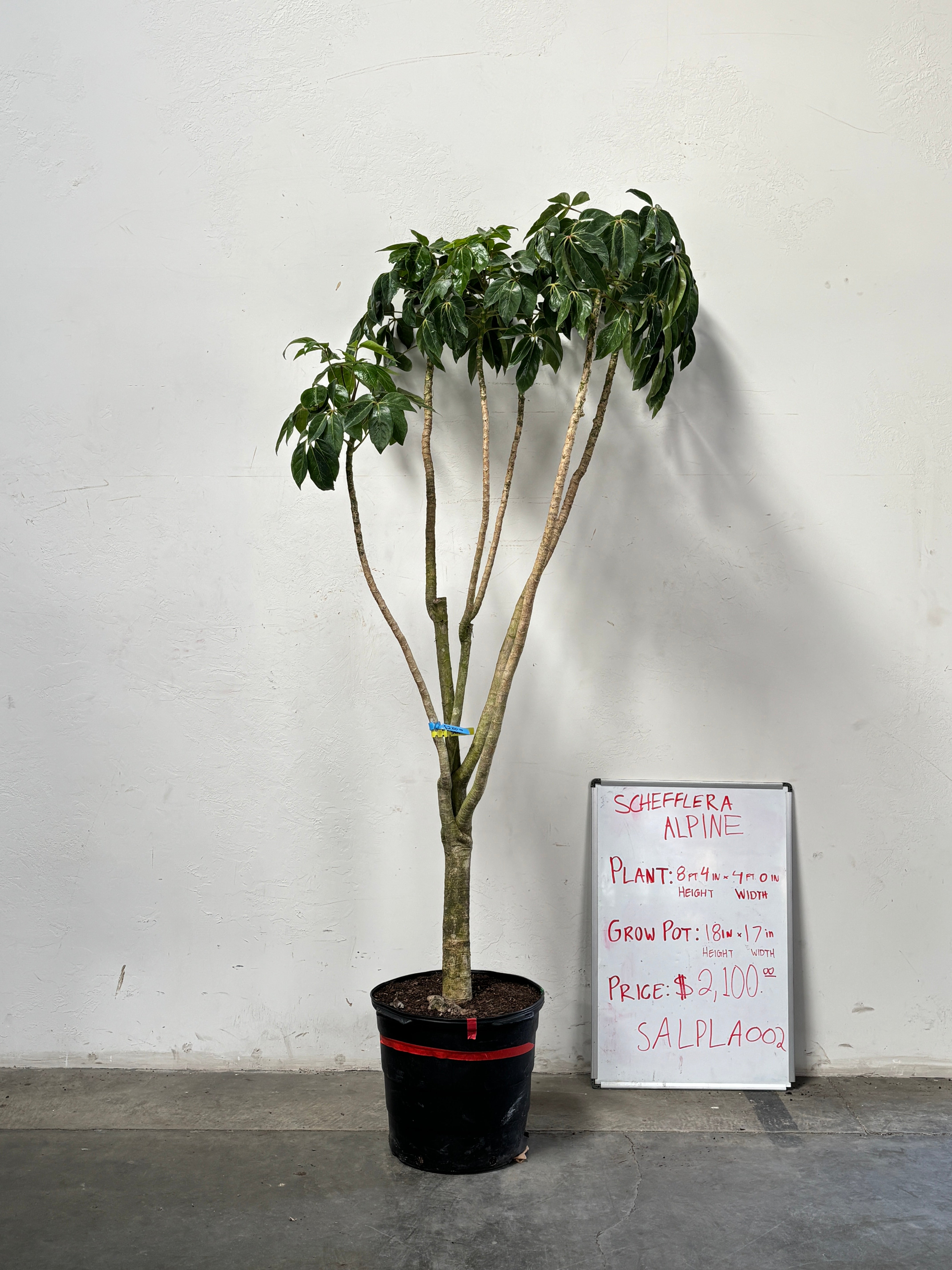 Schefflera Alpina SALPLA002