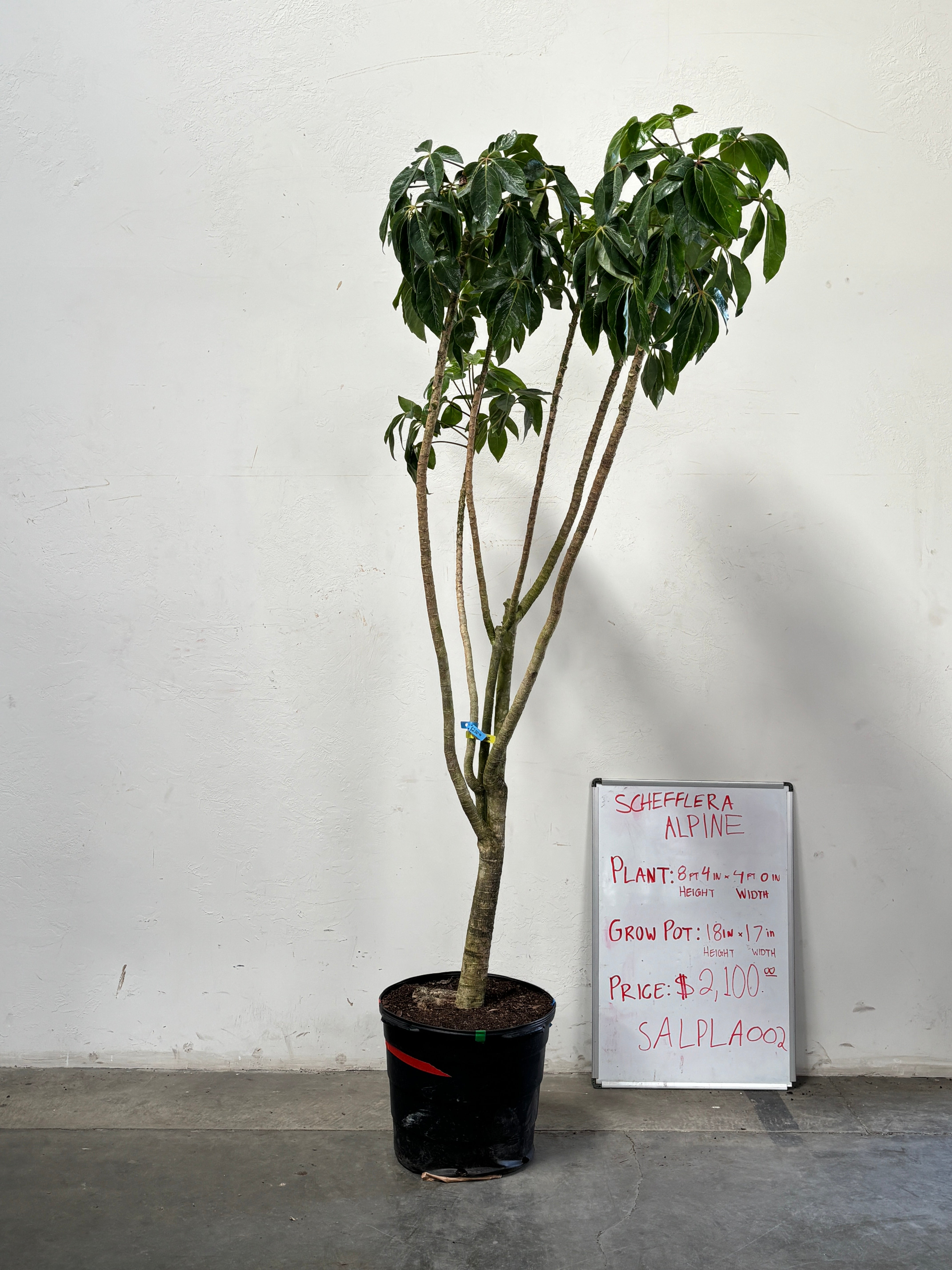 Schefflera Alpina SALPLA002