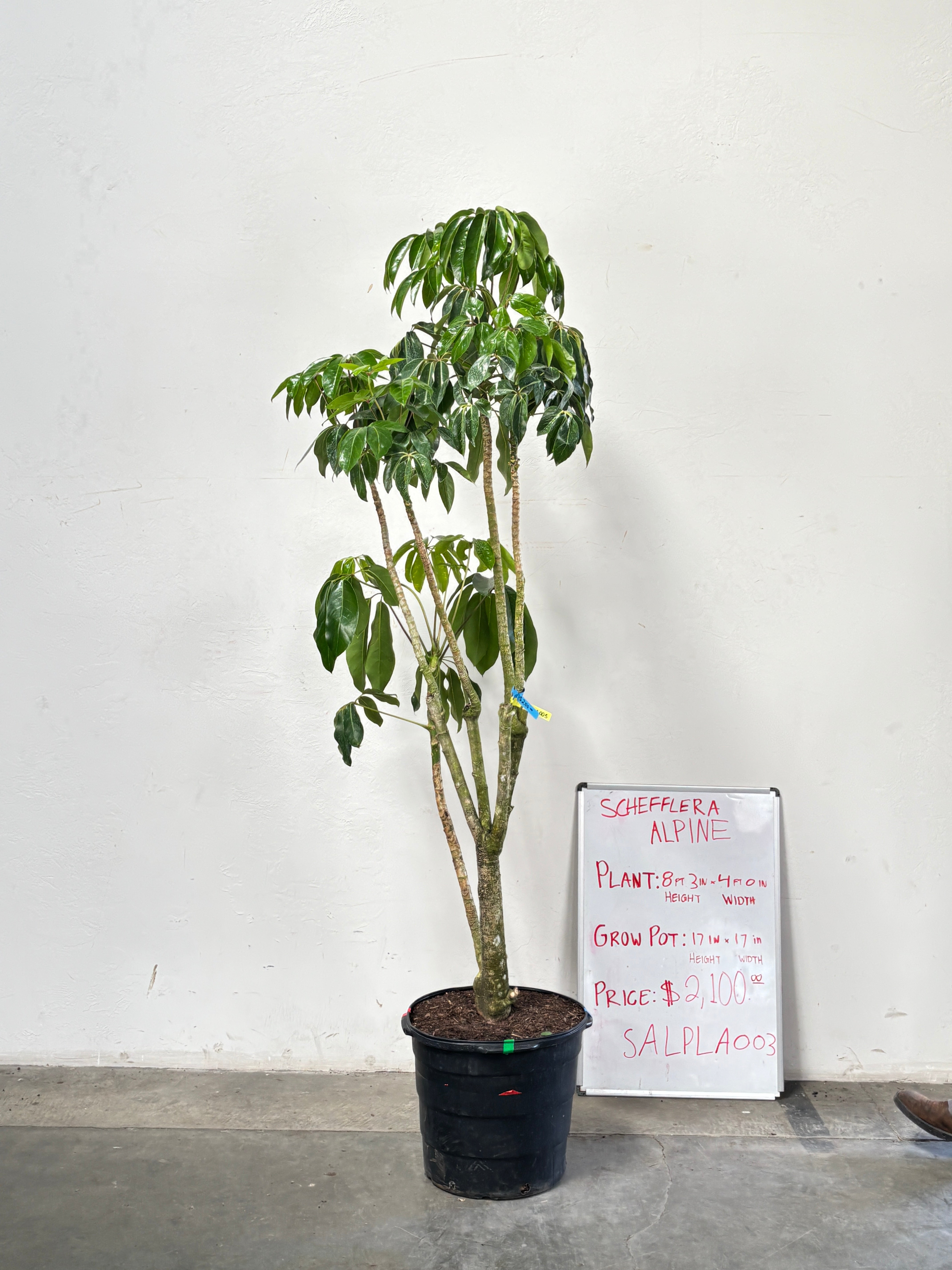 Schefflera Alpina SALPLA003