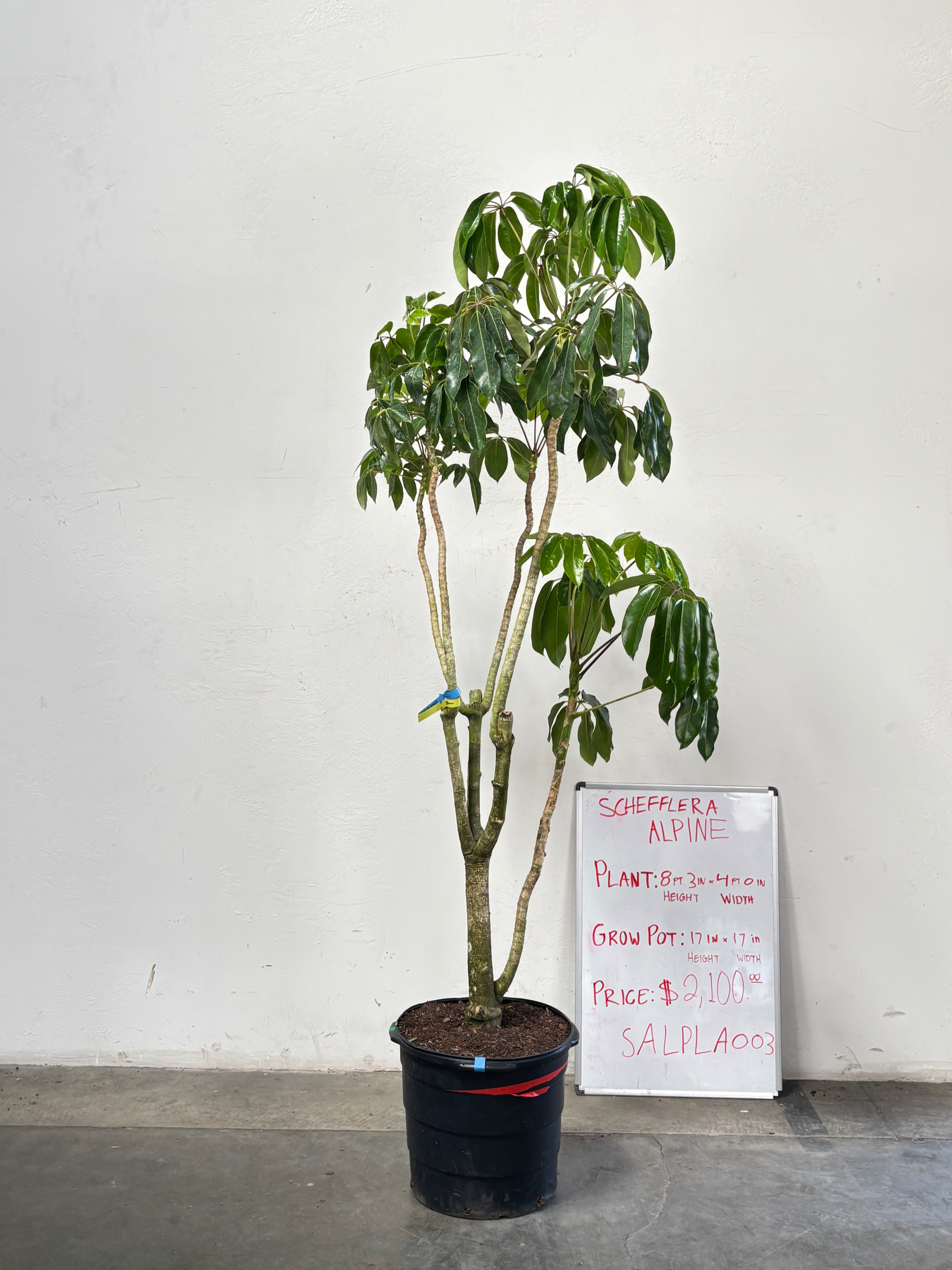 Schefflera Alpina SALPLA003