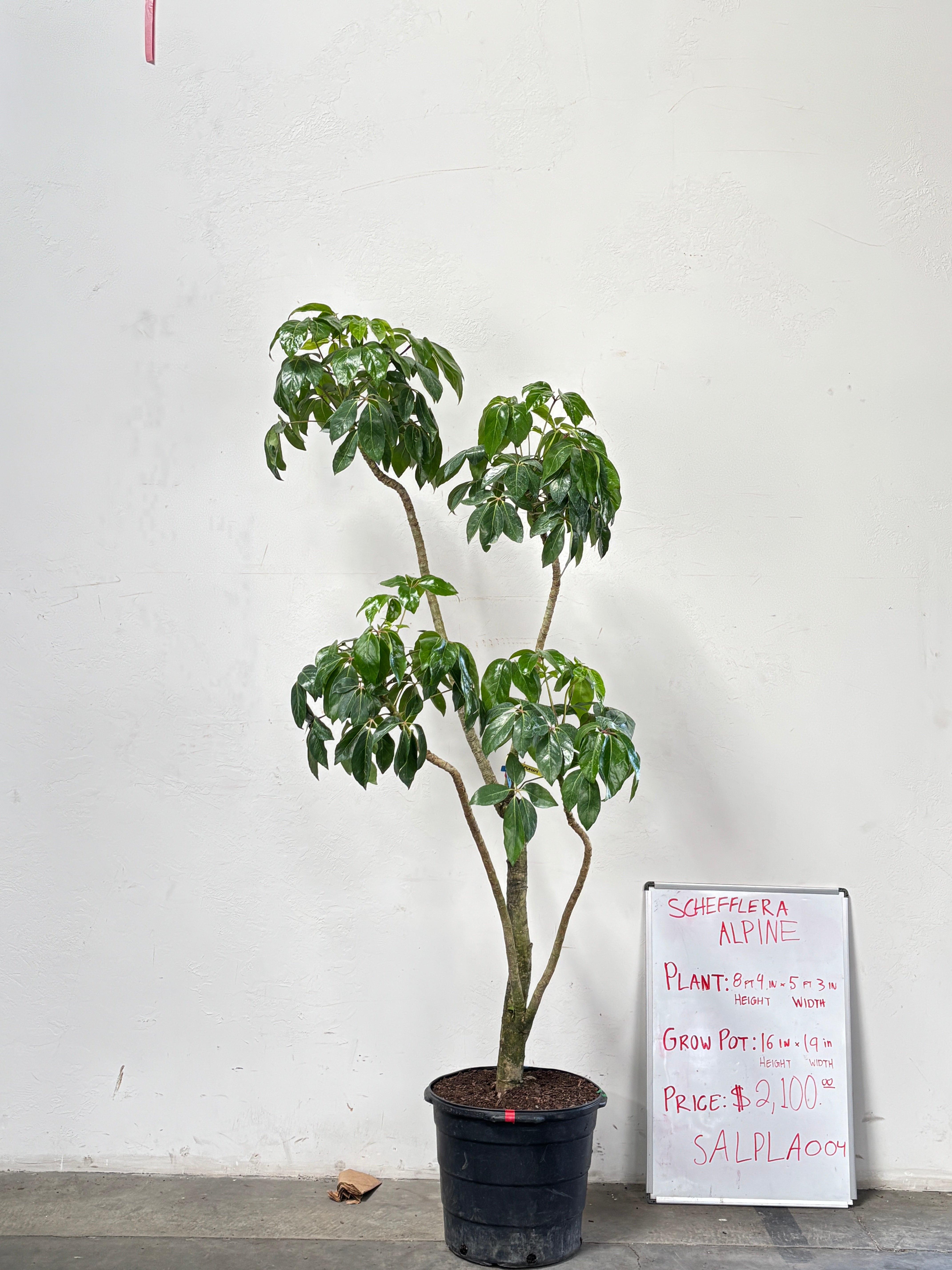 Schefflera Alpina SALPLA004