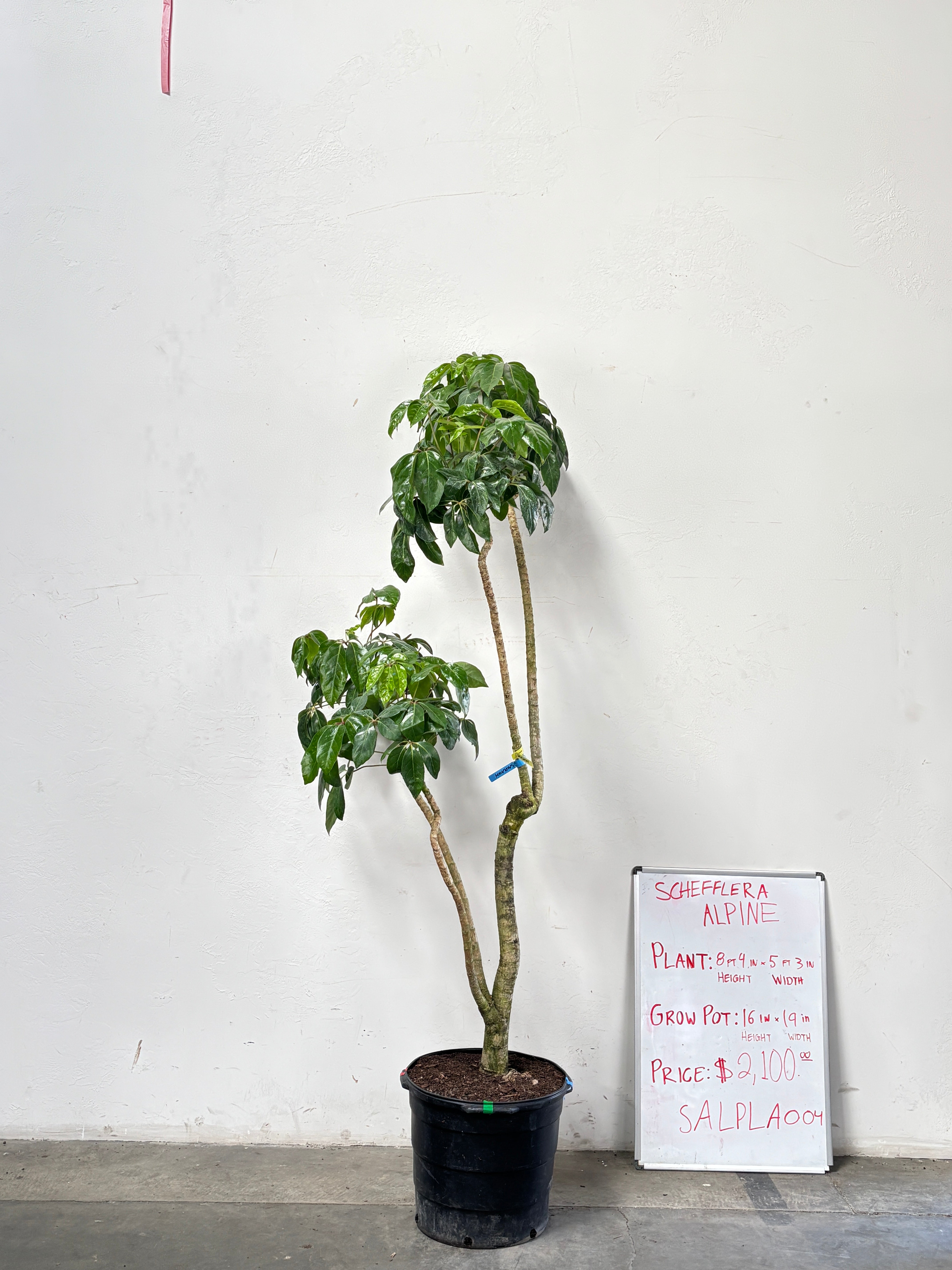 Schefflera Alpina SALPLA004