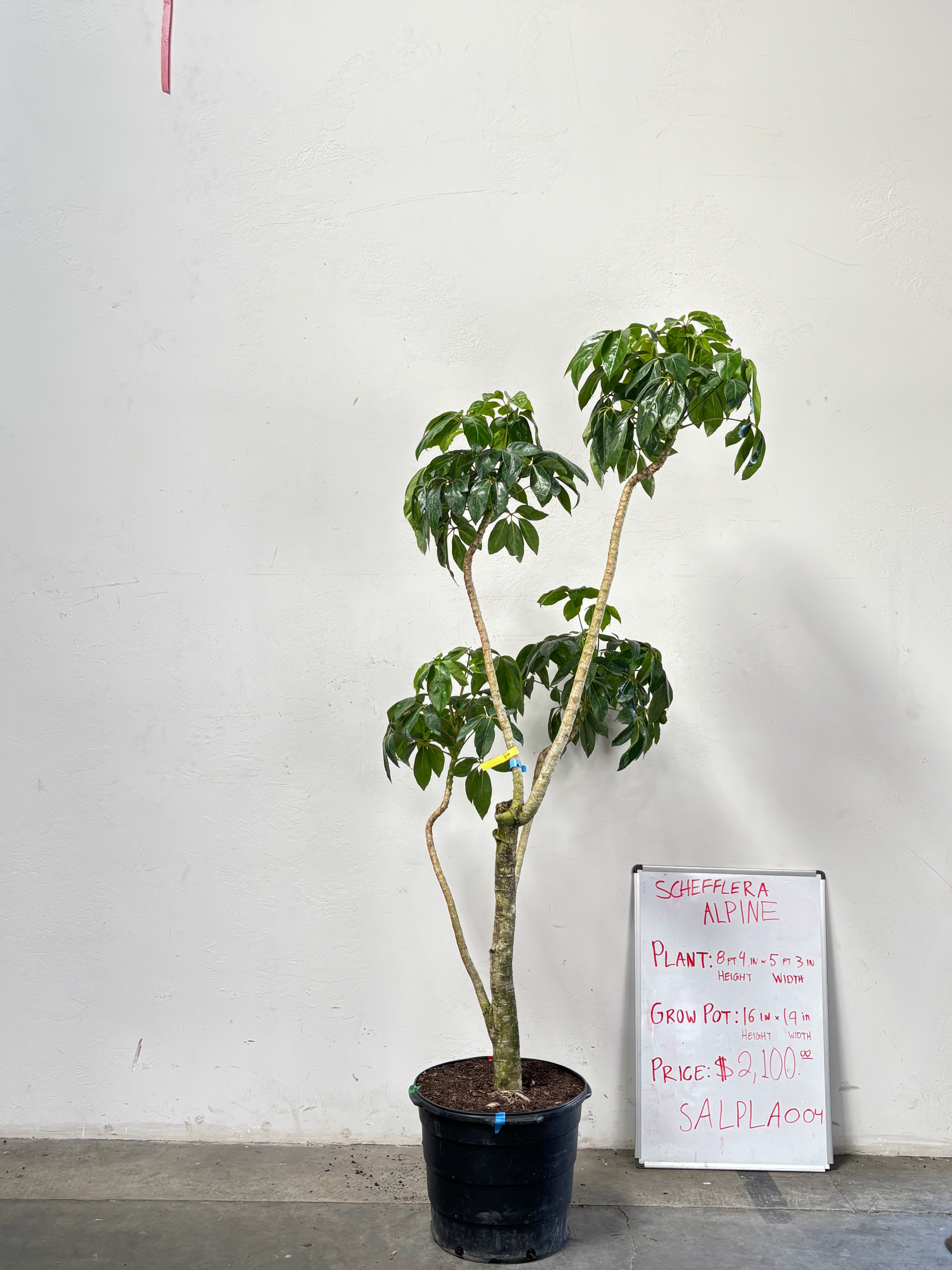 Schefflera Alpina SALPLA004
