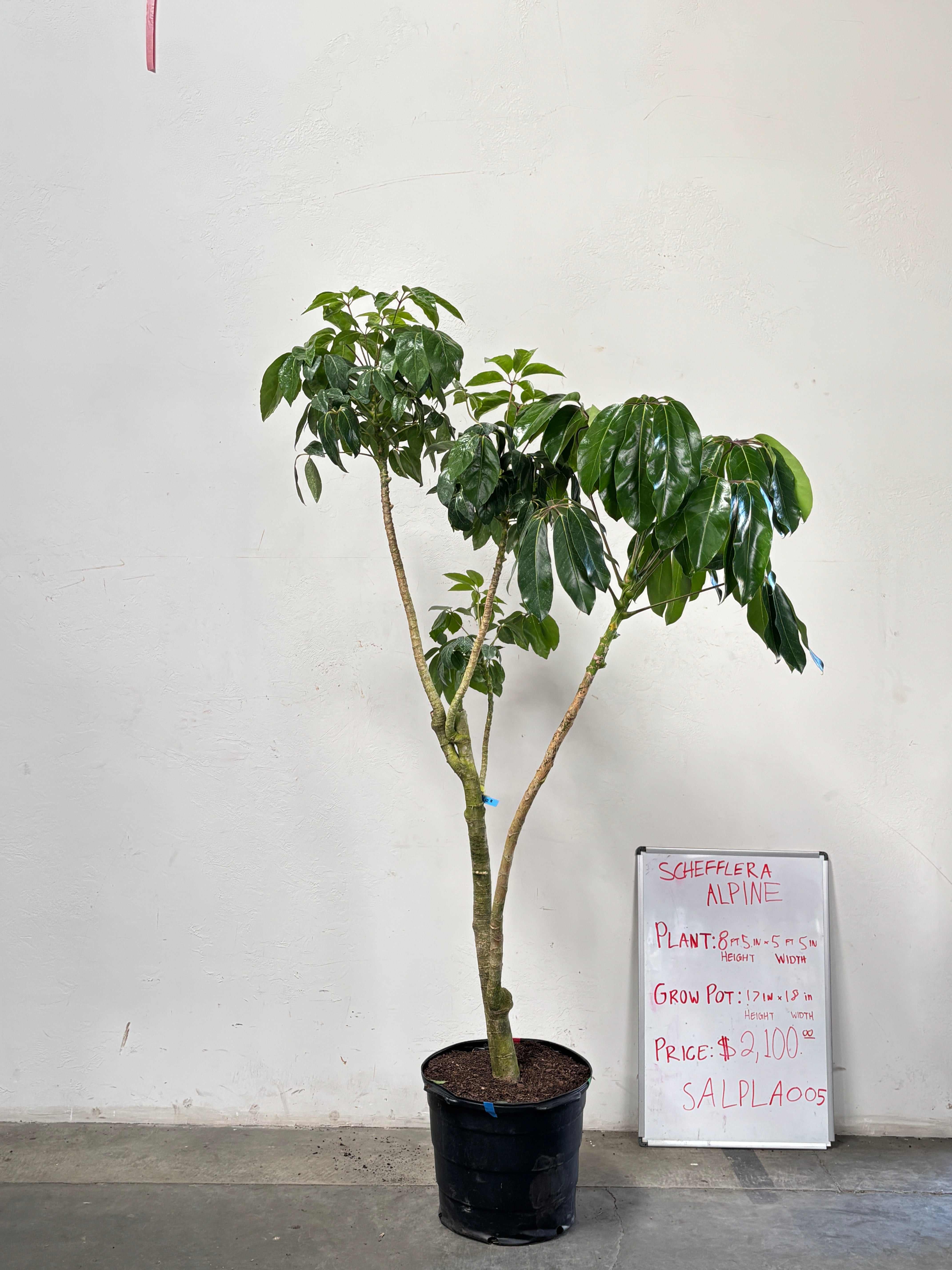 Schefflera Alpina SALPLA005