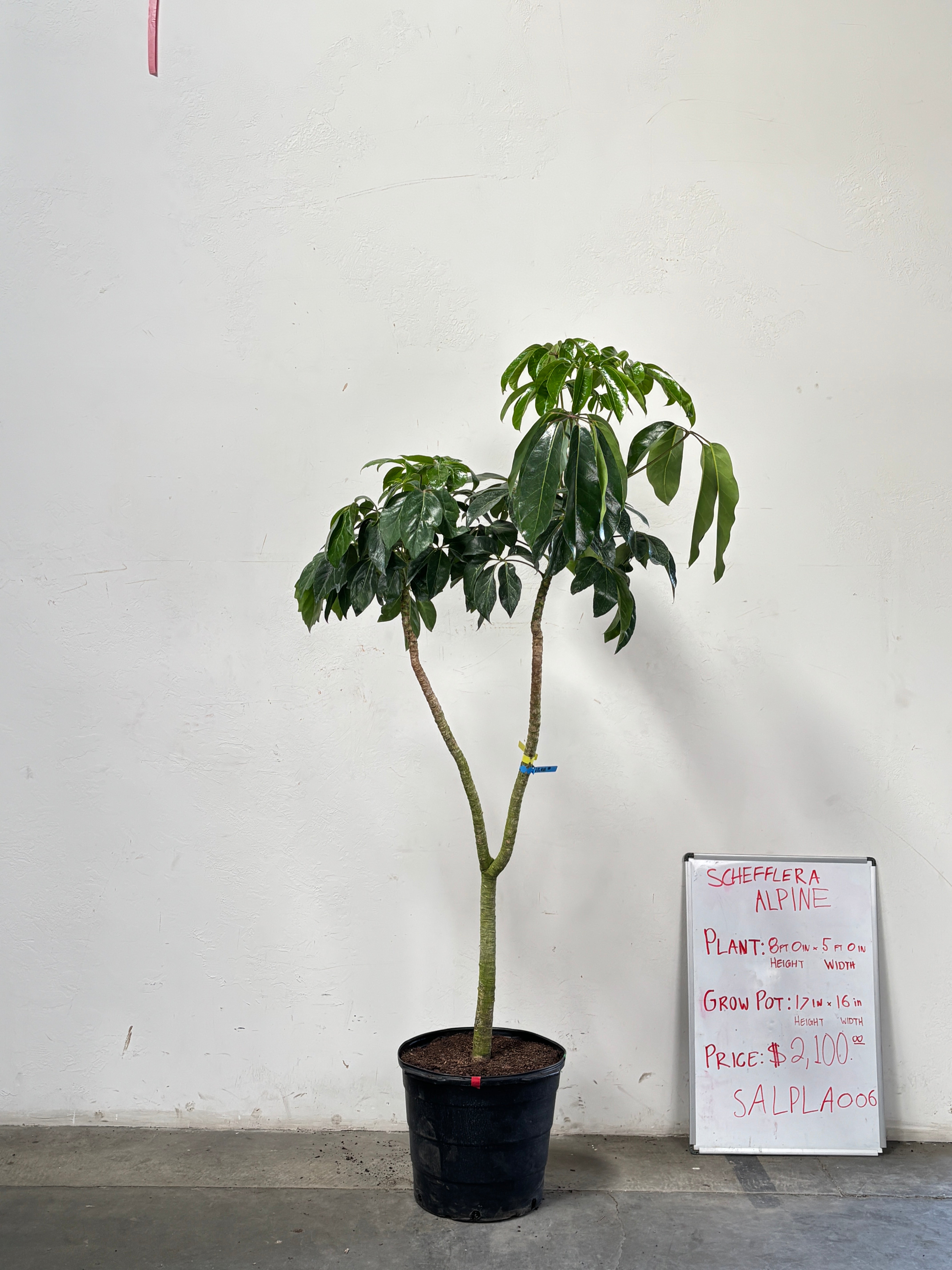 Schefflera Alpina SALPLA006
