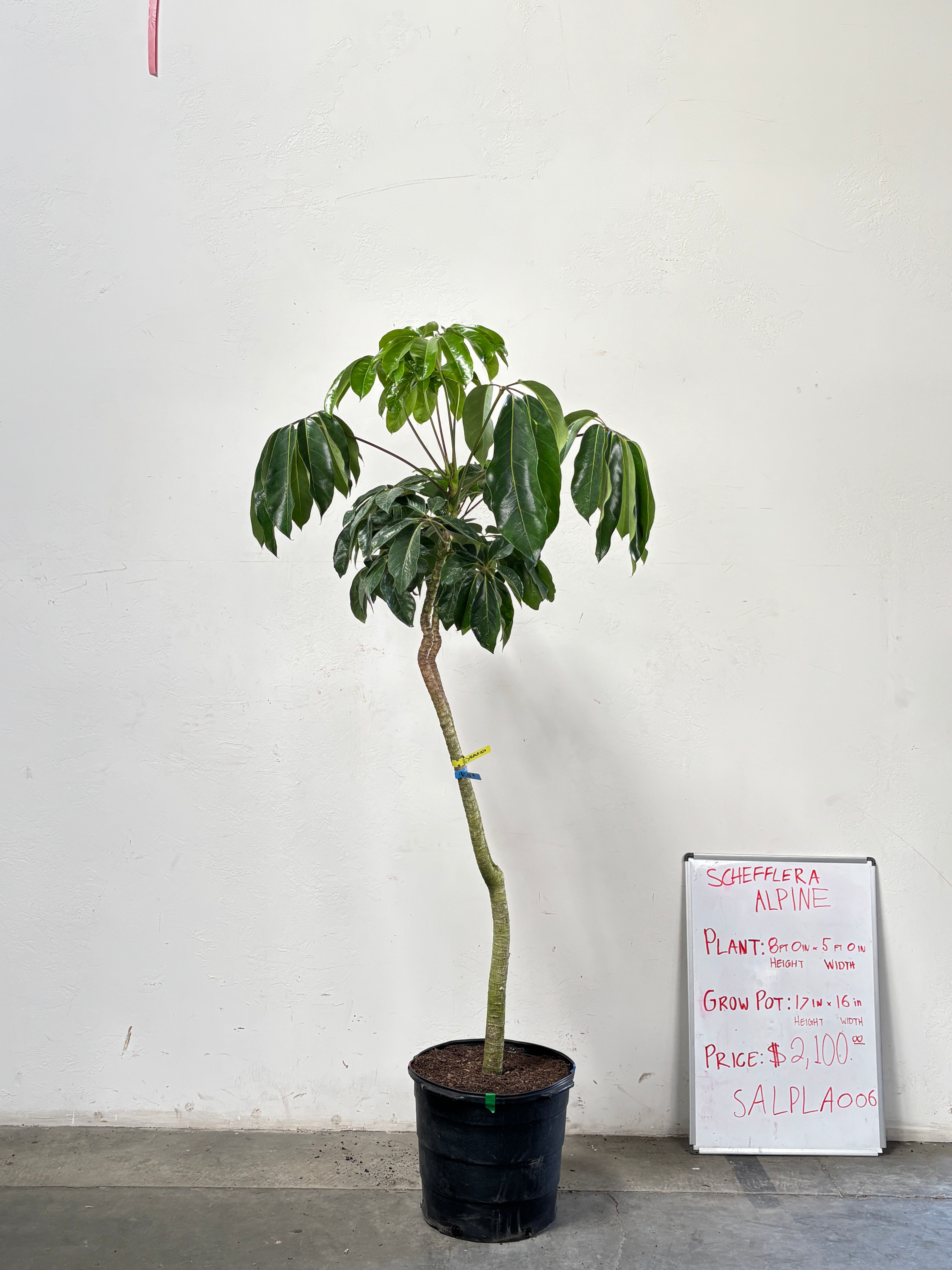 Schefflera Alpina SALPLA006