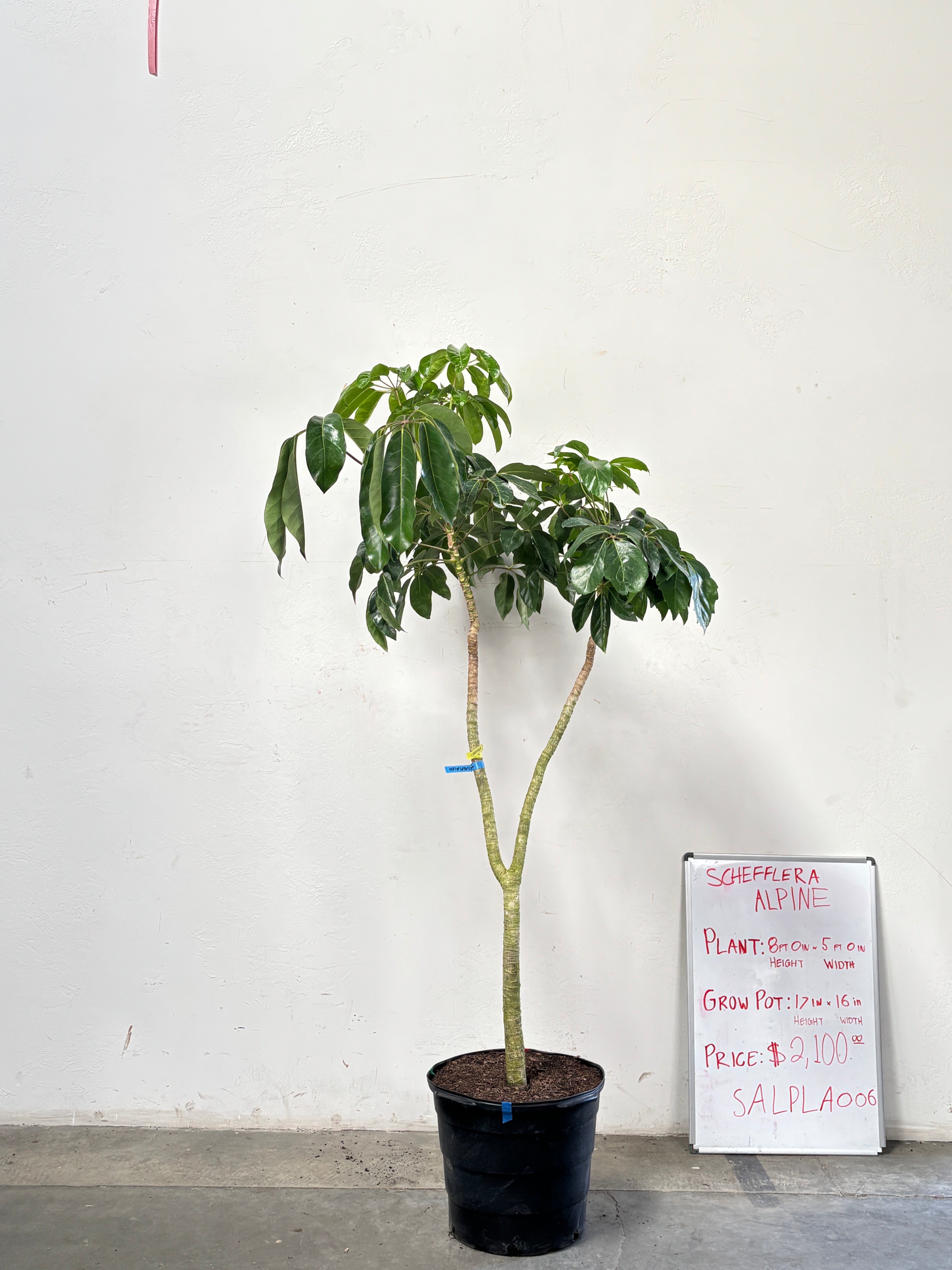 Schefflera Alpina SALPLA006