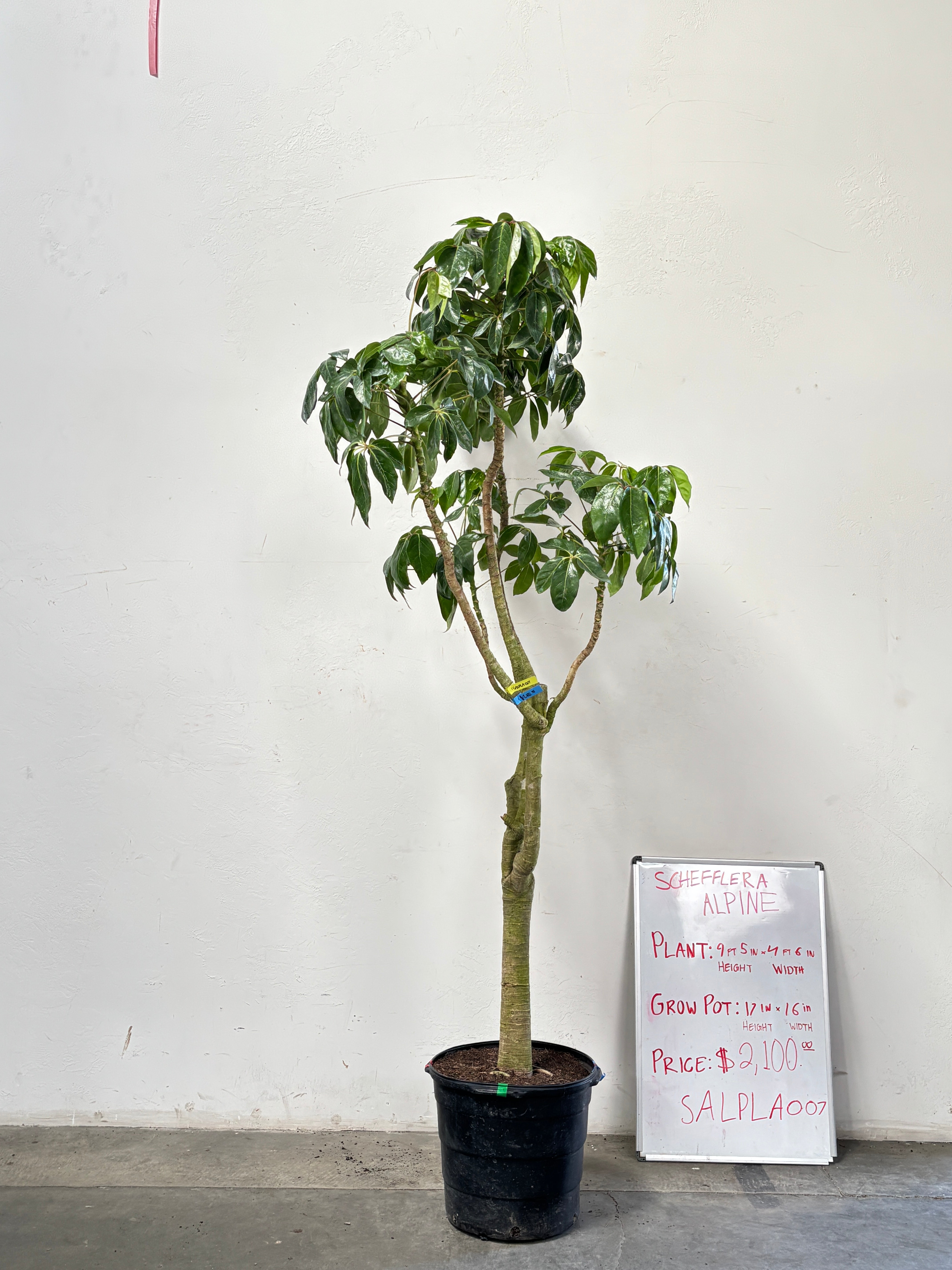 Schefflera Alpina SALPLA007