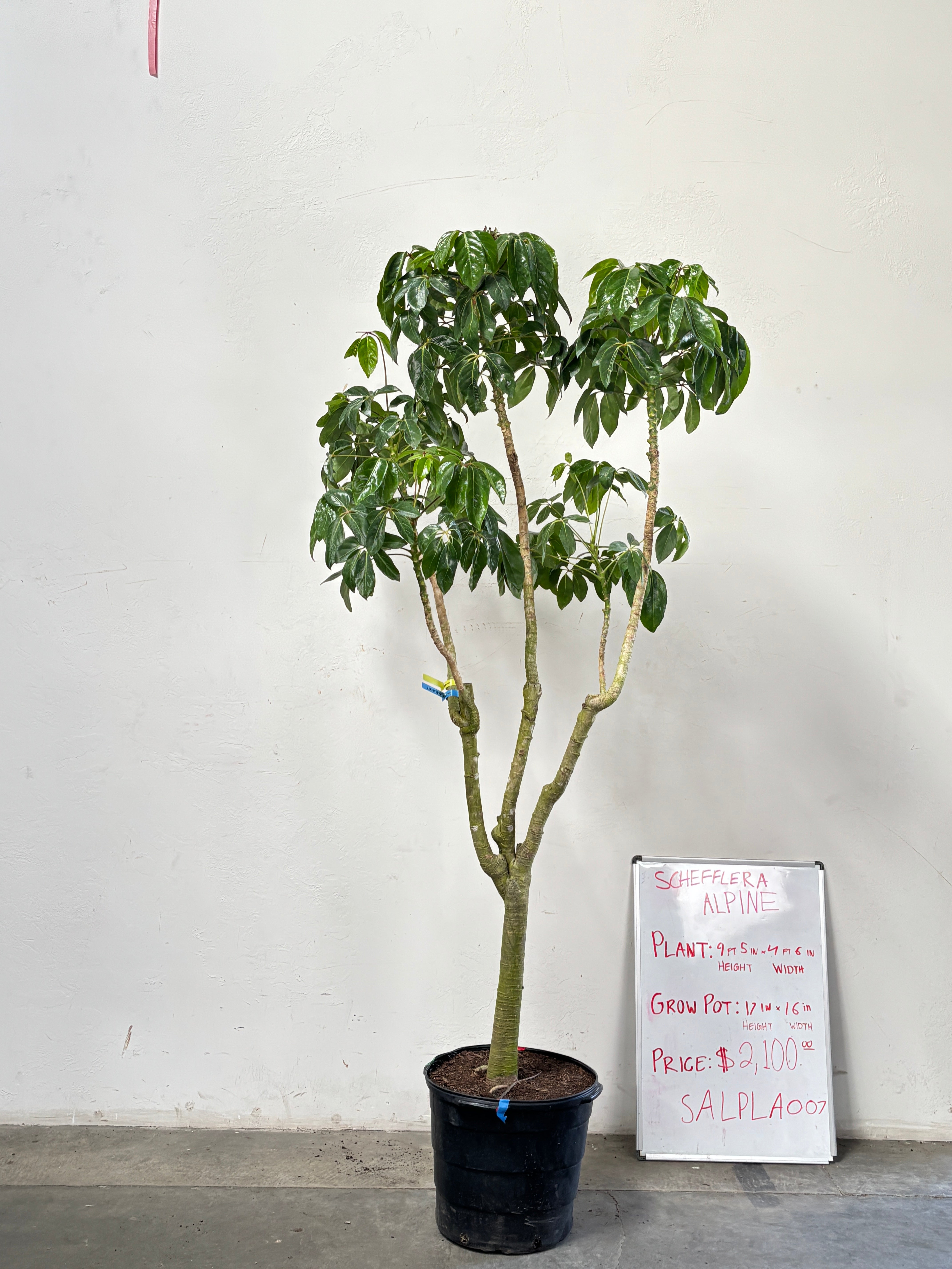 Schefflera Alpina SALPLA007