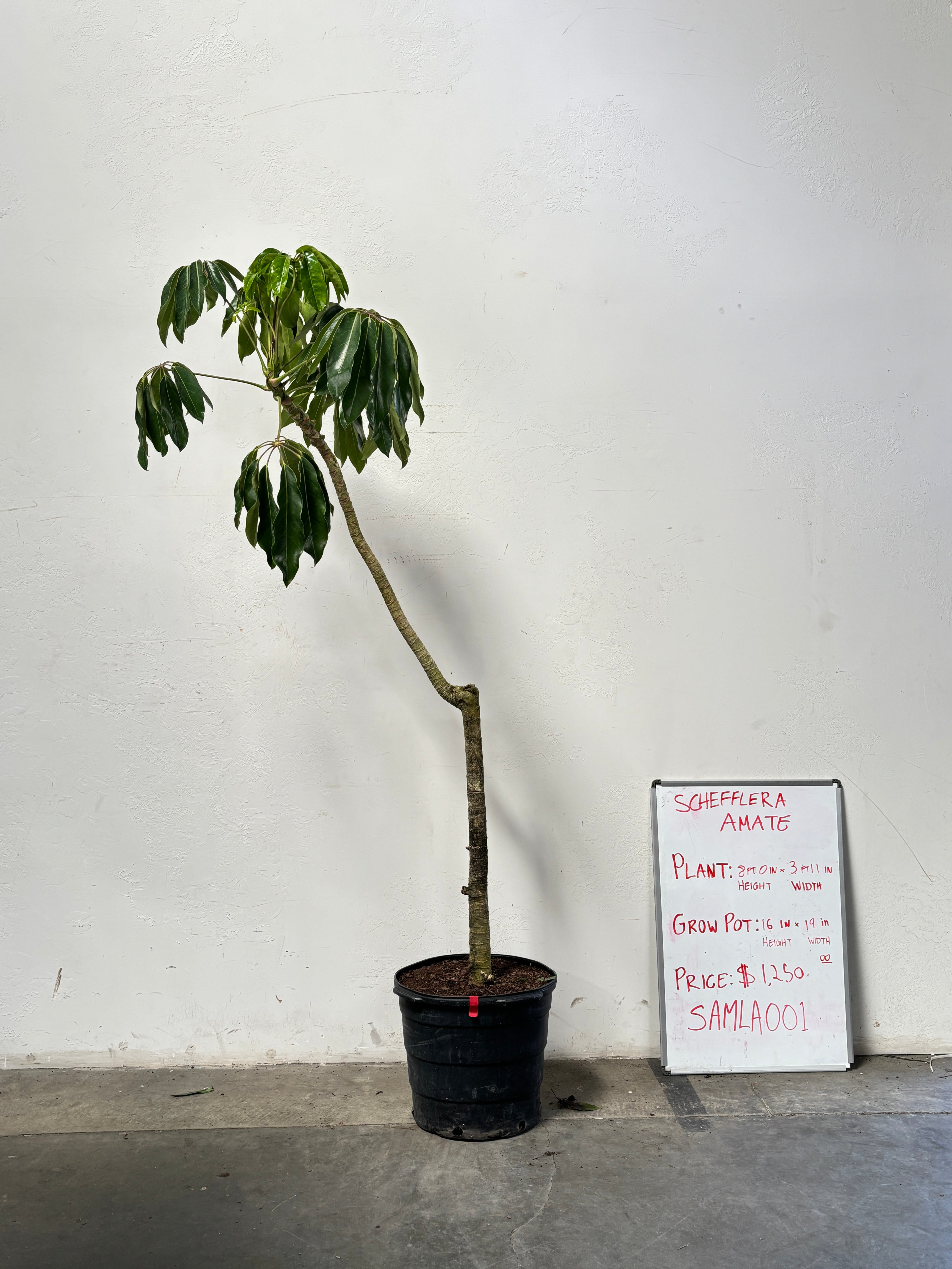 Schefflera Amate SAMLA001