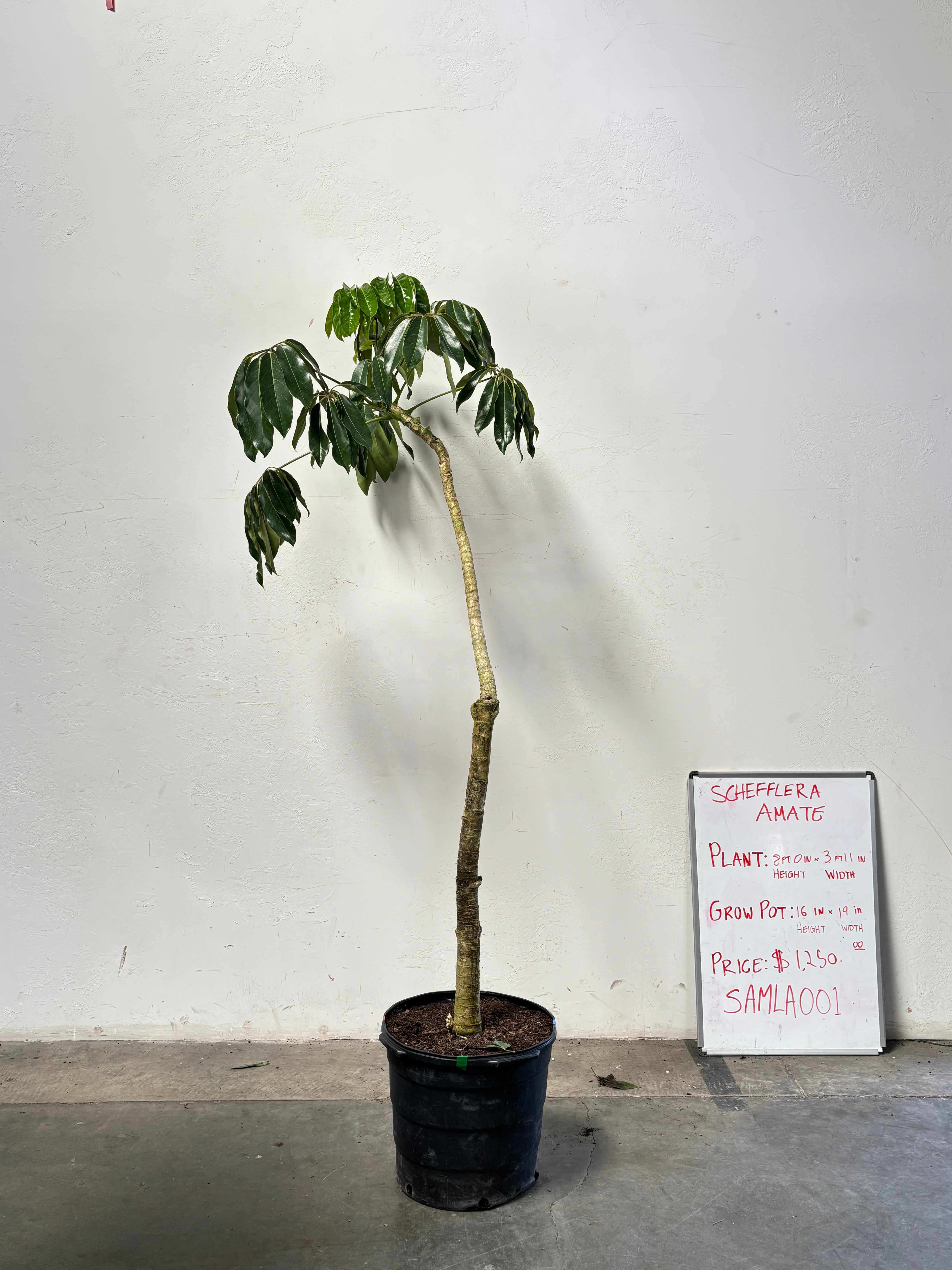 Schefflera Amate SAMLA001