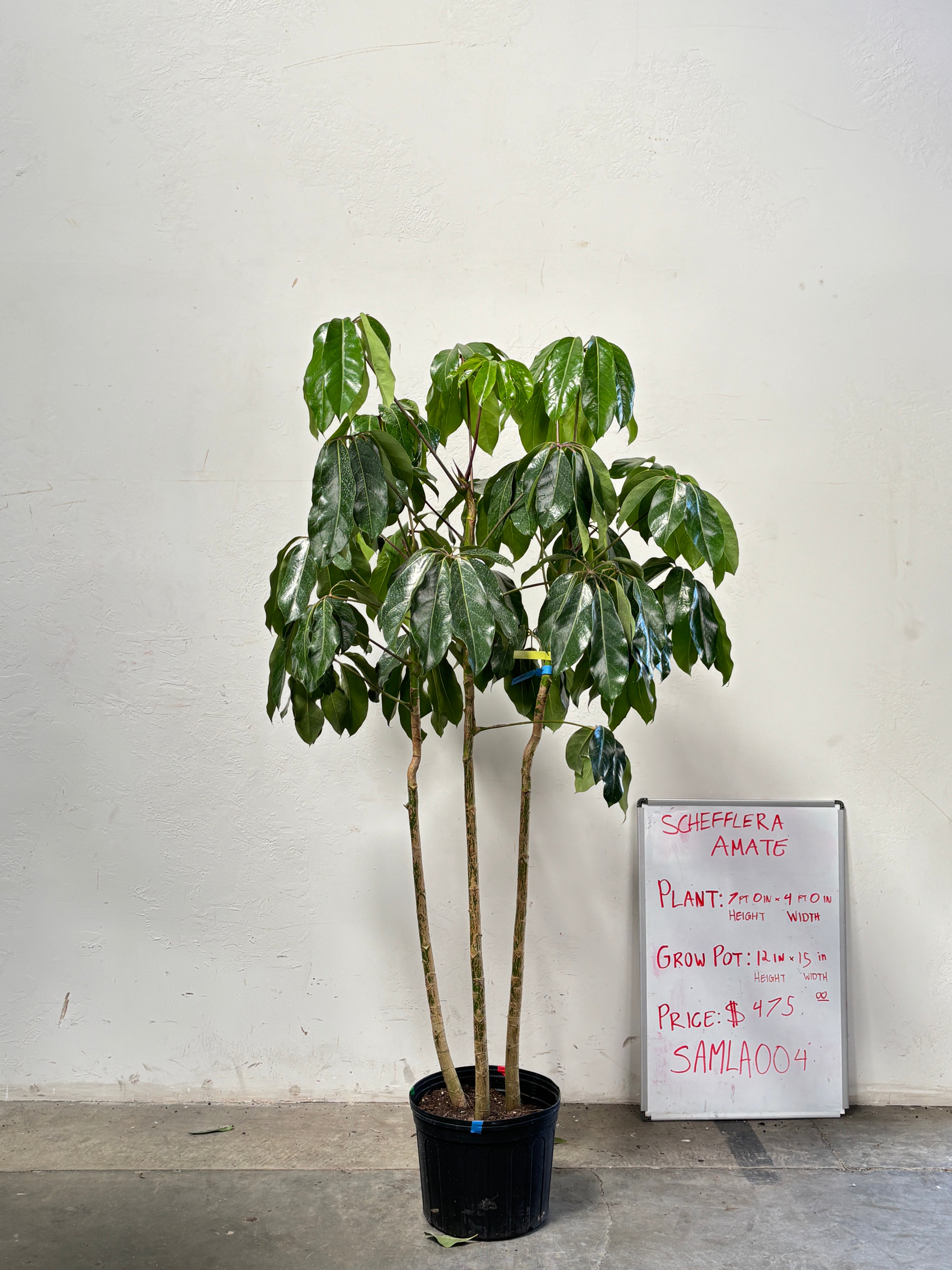 Schefflera Amate SAMLA004