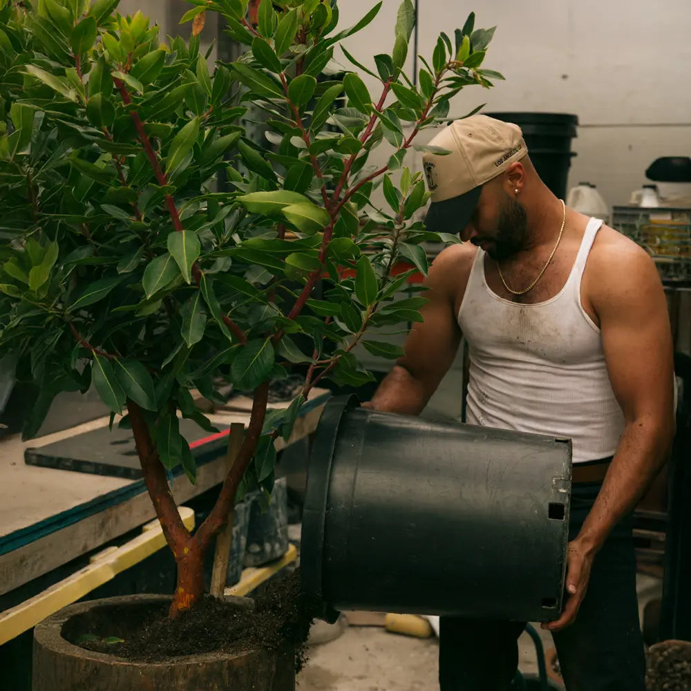 The Plant Daddies Society